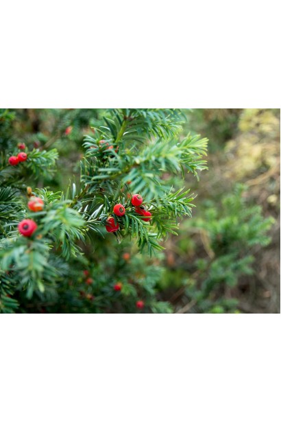 Тис ягідний Топіар Куля ягоди